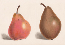 DeMaraise Pear, Belle Julie Pear